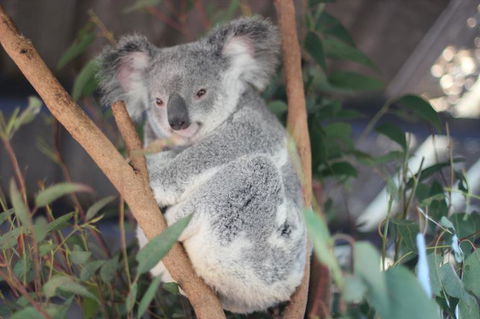 Lone Pine Koala Sanctuary Admission With Brisbane River Cruise - Accommodation in Surfers Paradise 9