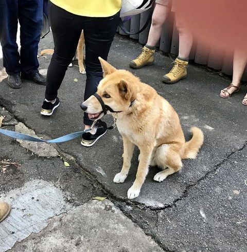Lone Pine Koala Sanctuary Admission With Brisbane River Cruise - Accommodation in Surfers Paradise 22
