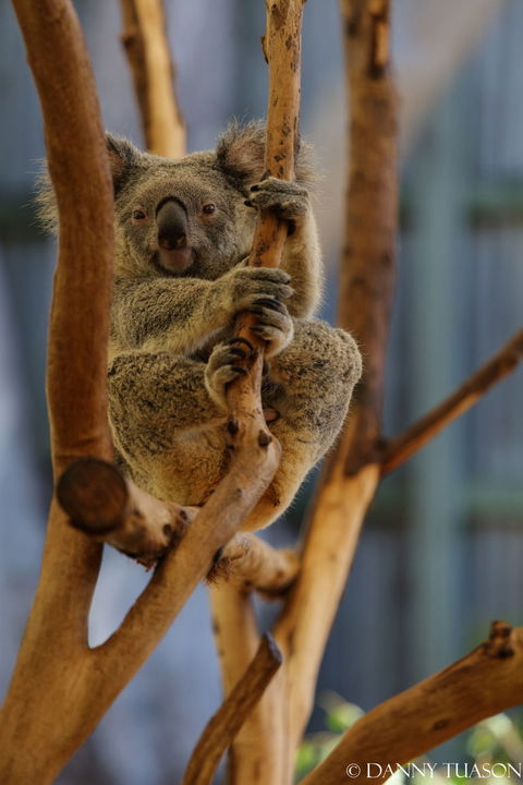 Lone Pine Koala Sanctuary Admission With Brisbane River Cruise - Accommodation in Surfers Paradise 24