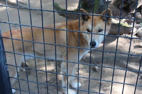 Lone Pine Koala Sanctuary Admission With Brisbane River Cruise - Accommodation in Surfers Paradise 10