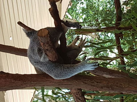 Lone Pine Koala Sanctuary Admission With Brisbane River Cruise - Accommodation in Surfers Paradise 2