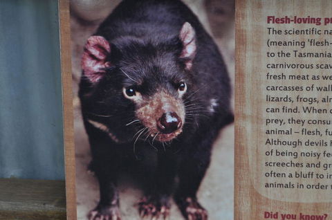 Lone Pine Koala Sanctuary Admission With Brisbane River Cruise - Accommodation in Surfers Paradise 4