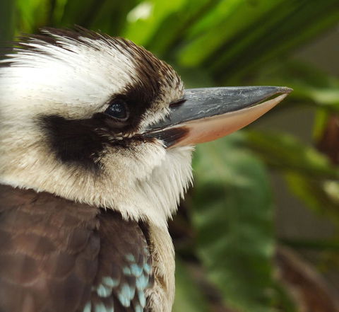 Lone Pine Koala Sanctuary Admission With Brisbane River Cruise - Accommodation in Surfers Paradise 23