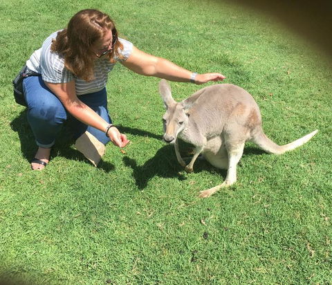 Lone Pine Koala Sanctuary Admission With Brisbane River Cruise - Accommodation in Surfers Paradise 13