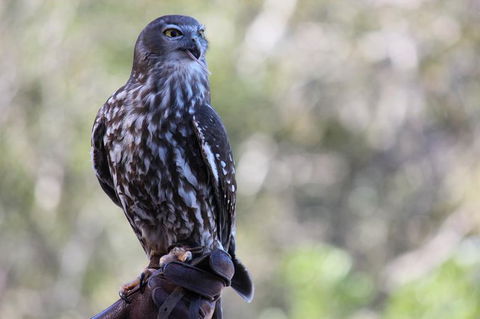 Lone Pine Koala Sanctuary Admission With Brisbane River Cruise - Accommodation in Surfers Paradise 11