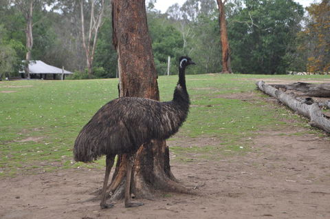 Lone Pine Koala Sanctuary Admission With Brisbane River Cruise - Accommodation in Surfers Paradise 5