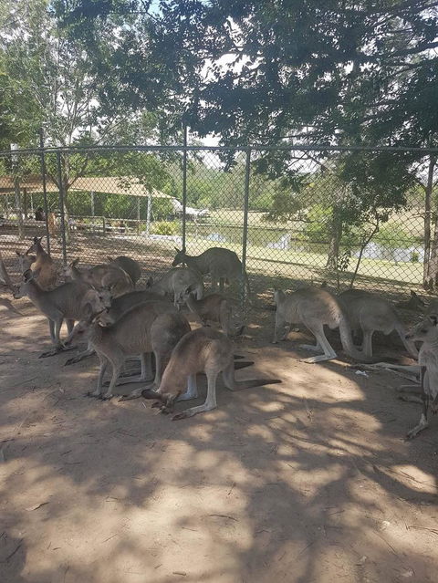 Lone Pine Koala Sanctuary Admission With Brisbane River Cruise - Accommodation in Surfers Paradise 18