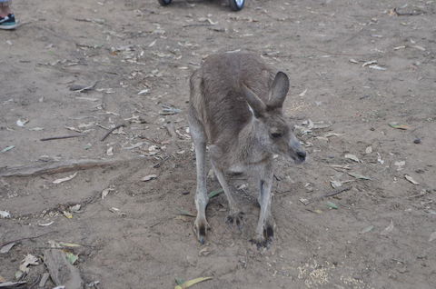 Lone Pine Koala Sanctuary Admission With Brisbane River Cruise - Accommodation in Surfers Paradise 3