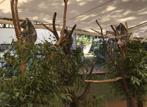 Lone Pine Koala Sanctuary Admission With Brisbane River Cruise - Accommodation in Surfers Paradise 16