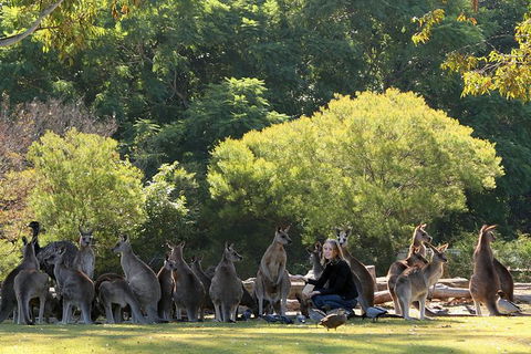 Lone Pine Koala Sanctuary Admission With Brisbane River Cruise - Accommodation in Surfers Paradise 27