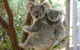 Lone Pine Koala Sanctuary Admission With Brisbane River Cruise - thumb 28