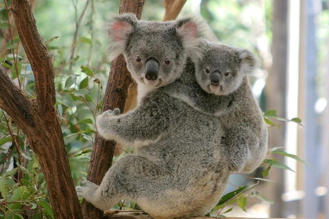 Lone Pine Koala Sanctuary Admission With Brisbane River Cruise - Accommodation in Surfers Paradise 28