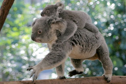 Lone Pine Koala Sanctuary Admission With Brisbane River Cruise - Accommodation in Surfers Paradise 30