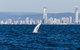Half-Day Whale Watching And Canal Cruise From Surfers Paradise - thumb 8