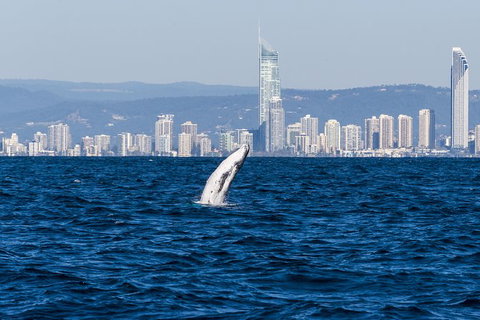 Half-Day Whale Watching And Canal Cruise From Surfers Paradise - Accommodation in Surfers Paradise 8