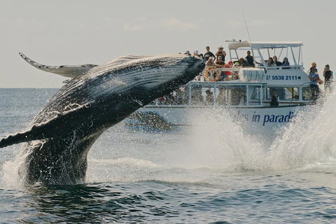 Half-Day Whale Watching And Canal Cruise From Surfers Paradise - Accommodation in Surfers Paradise 3