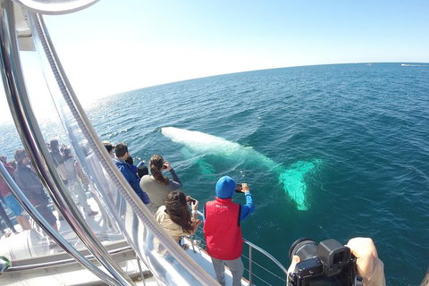 Half-Day Whale Watching And Canal Cruise From Surfers Paradise - Accommodation in Surfers Paradise 6
