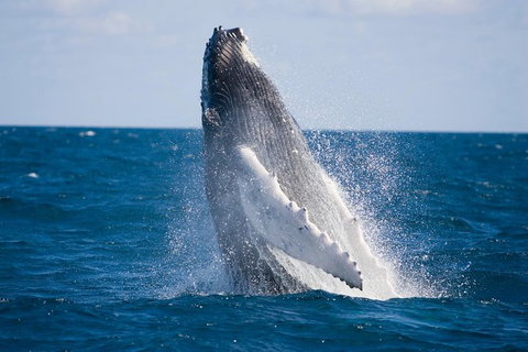 Half-Day Whale Watching And Canal Cruise From Surfers Paradise - Accommodation in Surfers Paradise 5