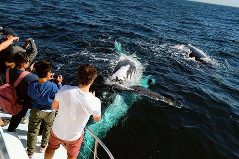 Half-Day Whale Watching And Canal Cruise From Surfers Paradise - Accommodation in Surfers Paradise 2