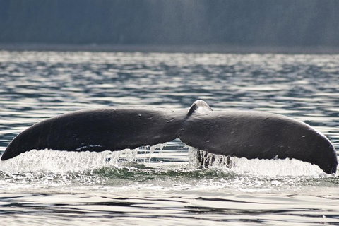 Half-Day Whale Watching And Canal Cruise From Surfers Paradise - Accommodation in Surfers Paradise 7