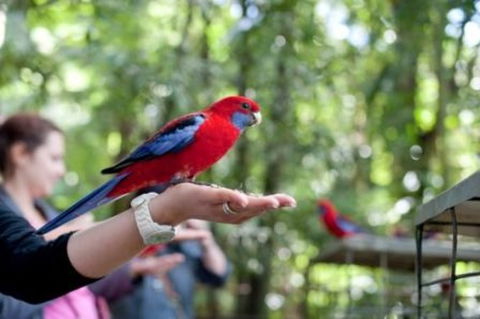 Springbrook And Tamborine Rainforest Glow Worm Tour - Accommodation in Surfers Paradise 0
