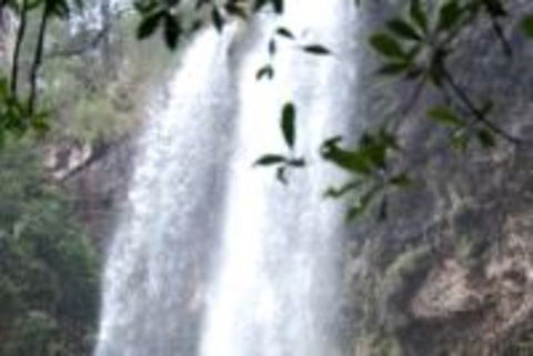 Springbrook And Tamborine Rainforest Glow Worm Tour - Accommodation in Surfers Paradise 1