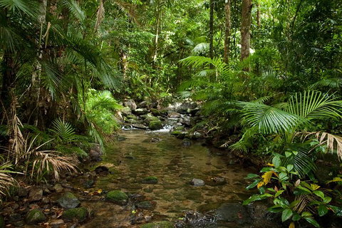 Cairns Reef And Rainforest Combo: Daintree Rainforest And The Great Barrier Reef - Accommodation in Surfers Paradise 7