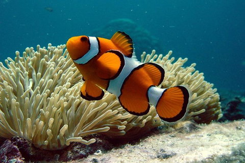 Cairns Reef And Rainforest Combo: Daintree Rainforest And The Great Barrier Reef - Accommodation in Surfers Paradise 8