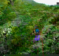 Tamborine Mountain Daily Service Treetop Challenge and Thunderbird Park - Accommodation in Surfers Paradise
