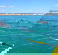 Half-Day Kayak with Dolphins and 4WD Beach Drive from Rainbow Beach - Accommodation in Surfers Paradise