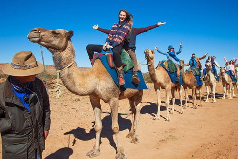Alice Springs Camel Tour - Accommodation in Surfers Paradise 7