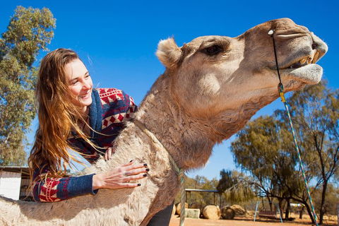 Alice Springs Camel Tour - Accommodation in Surfers Paradise 6