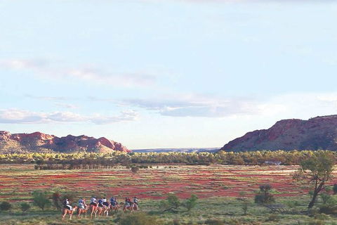 Alice Springs Camel Tour - Accommodation in Surfers Paradise 3