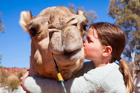 Alice Springs Camel Tour - Accommodation in Surfers Paradise 2