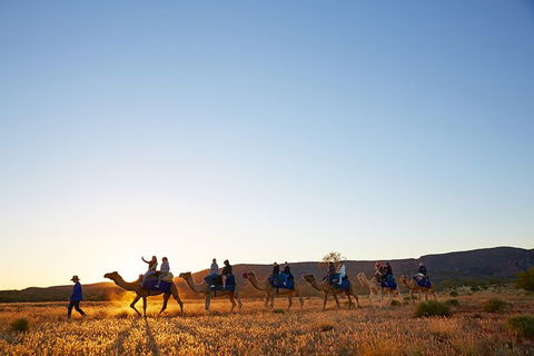 Alice Springs Camel Tour - Accommodation in Surfers Paradise 9