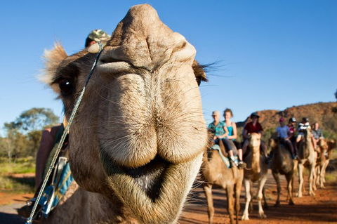 Alice Springs Camel Tour - Accommodation in Surfers Paradise 10