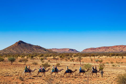 Alice Springs Camel Tour - Accommodation in Surfers Paradise 5