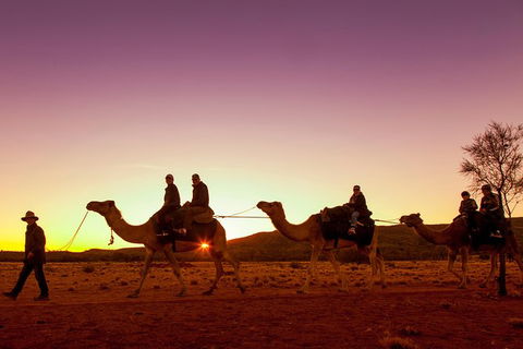 Alice Springs Camel Tour - Accommodation in Surfers Paradise 4