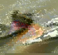 Darwin Jumping Crocodiles Cruise on Adelaide River - Accommodation in Surfers Paradise