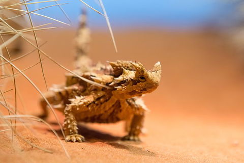 Alice Springs Desert Park General Entry Ticket - Accommodation in Surfers Paradise 8