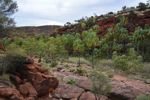 Palm Valley And Hermannsburg 1 Day 4WD Tour - Accommodation in Surfers Paradise 0