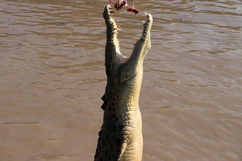 Litchfield Dreams 1 Day National Park Waterfall Swimming & Jumping Croc Cruise - Accommodation in Surfers Paradise 1