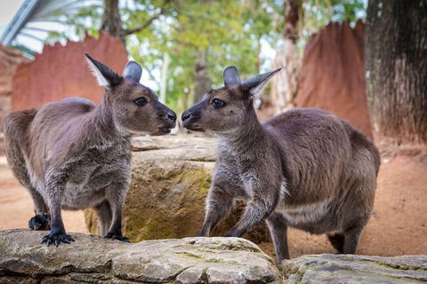 WILD LIFE Sydney Entrance Ticket - Accommodation in Surfers Paradise 1