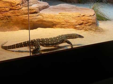 WILD LIFE Sydney Entrance Ticket - Accommodation in Surfers Paradise 17