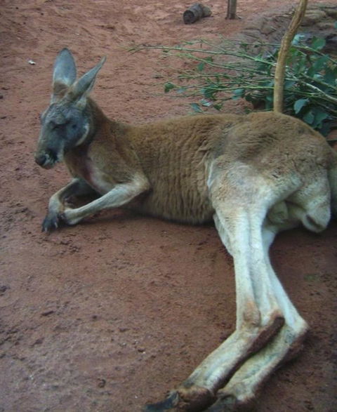 WILD LIFE Sydney Entrance Ticket - Accommodation in Surfers Paradise 13