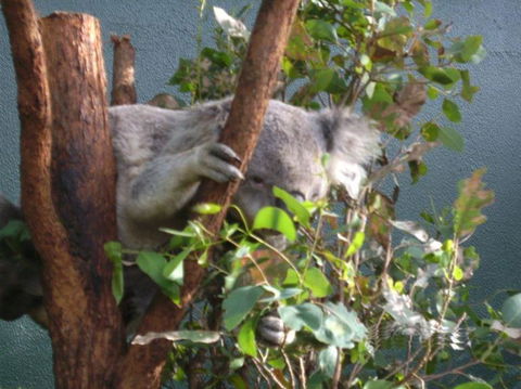 WILD LIFE Sydney Entrance Ticket - Accommodation in Surfers Paradise 16