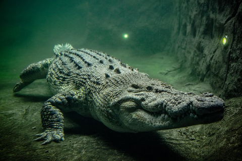 WILD LIFE Sydney Entrance Ticket - Accommodation in Surfers Paradise 0
