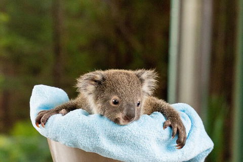 WILD LIFE Sydney Entrance Ticket - Accommodation in Surfers Paradise 25
