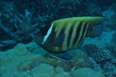 Frankland Islands Dive Site - Accommodation in Surfers Paradise 0