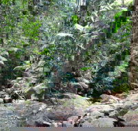 Lyrebird track - Accommodation in Surfers Paradise